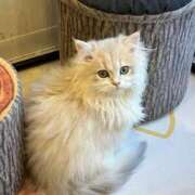 ミキ かわいこちゃん😻 AMOUR（アムール）