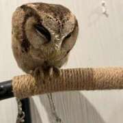 ヒメ日記 2025/12/31 09:36 投稿 ミキ AMOUR（アムール）