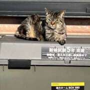 ヒメ日記 2025/03/25 11:18 投稿 ジャクソン 西川口デッドボール