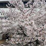 ヒメ日記 2025/04/08 18:38 投稿 ジャクソン 西川口デッドボール