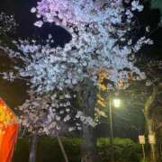 ぱるむ 夜桜🌸 ZERO-i