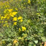 ヒメ日記 2025/03/22 13:47 投稿 北川 ゆず ハレ系 福岡DEまっとる。