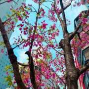 ヒメ日記 2025/03/29 12:27 投稿 北川 ゆず ハレ系 福岡DEまっとる。