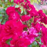 ヒメ日記 2025/05/11 22:24 投稿 北川 ゆず ハレ系 福岡DEまっとる。