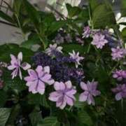 ヒメ日記 2025/06/26 01:08 投稿 北川 ゆず ハレ系 福岡DEまっとる。