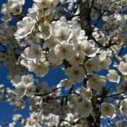 ヒメ日記 2026/04/09 07:18 投稿 三浦優妃 五十路マダム 浜松店(カサブランカグループ)