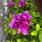 三浦優妃 次の出勤は… 五十路マダム 浜松店(カサブランカグループ)