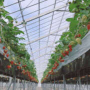 ヒメ日記 2025/01/07 18:23 投稿 りょう 奥様 仙台人妻セレブリティー