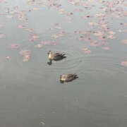 ヒメ日記 2025/05/01 12:24 投稿 りょう 奥様 仙台人妻セレブリティー