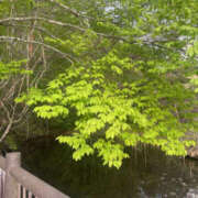 ヒメ日記 2025/05/03 14:14 投稿 りょう 奥様 仙台人妻セレブリティー