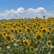 ヒメ日記 2025/08/01 12:12 投稿 りょう 奥様 仙台人妻セレブリティー