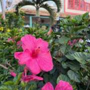 ヒメ日記 2026/03/05 16:46 投稿 香坂 すみれ 人妻セレブ宮殿