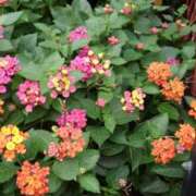 ヒメ日記 2025/02/06 17:51 投稿 フルＯＰ無料　みこと様 こまっちゃうな奈良 Komacchauna nara