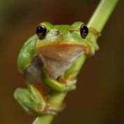 ヒメ日記 2025/02/07 17:31 投稿 フルＯＰ無料　みこと様 こまっちゃうな奈良 Komacchauna nara