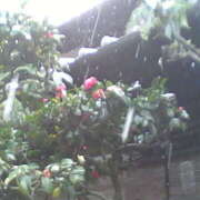 ヒメ日記 2025/02/18 17:09 投稿 フルＯＰ無料　みこと様 こまっちゃうな奈良 Komacchauna nara