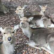 ヒメ日記 2025/02/25 16:34 投稿 フルＯＰ無料　みこと様 こまっちゃうな奈良 Komacchauna nara