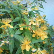 ヒメ日記 2025/02/26 18:07 投稿 フルＯＰ無料　みこと様 こまっちゃうな奈良 Komacchauna nara