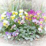 ヒメ日記 2025/03/04 19:51 投稿 フルＯＰ無料　みこと様 こまっちゃうな奈良 Komacchauna nara