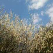 ヒメ日記 2025/03/06 19:30 投稿 フルＯＰ無料　みこと様 こまっちゃうな奈良 Komacchauna nara