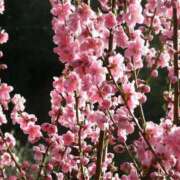 ヒメ日記 2025/03/07 17:26 投稿 フルＯＰ無料　みこと様 こまっちゃうな奈良 Komacchauna nara