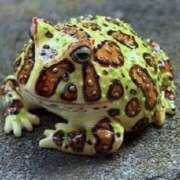 ヒメ日記 2025/03/14 18:31 投稿 フルＯＰ無料　みこと様 こまっちゃうな奈良 Komacchauna nara