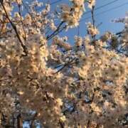 ヒメ日記 2025/03/24 17:17 投稿 フルＯＰ無料　みこと様 こまっちゃうな奈良 Komacchauna nara