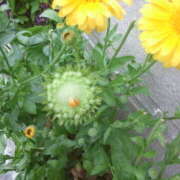 ヒメ日記 2025/03/29 18:07 投稿 フルＯＰ無料　みこと様 こまっちゃうな奈良 Komacchauna nara