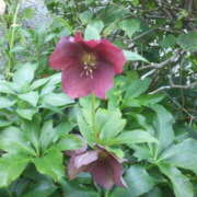 ヒメ日記 2025/03/30 18:39 投稿 フルＯＰ無料　みこと様 こまっちゃうな奈良 Komacchauna nara