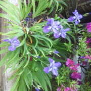 ヒメ日記 2025/03/31 20:28 投稿 フルＯＰ無料　みこと様 こまっちゃうな奈良 Komacchauna nara