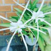 ヒメ日記 2025/04/17 17:07 投稿 フルＯＰ無料　みこと様 こまっちゃうな奈良 Komacchauna nara