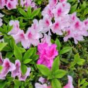 ヒメ日記 2025/04/21 17:43 投稿 フルＯＰ無料　みこと様 こまっちゃうな奈良 Komacchauna nara