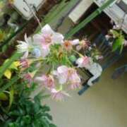 ヒメ日記 2025/04/24 17:42 投稿 フルＯＰ無料　みこと様 こまっちゃうな奈良 Komacchauna nara