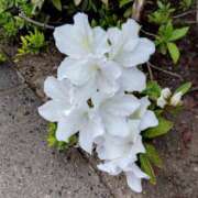 ヒメ日記 2025/04/26 16:14 投稿 フルＯＰ無料　みこと様 こまっちゃうな奈良 Komacchauna nara