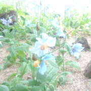 ヒメ日記 2025/05/03 16:38 投稿 フルＯＰ無料　みこと様 こまっちゃうな奈良 Komacchauna nara