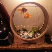 ヒメ日記 2025/05/15 16:53 投稿 フルＯＰ無料　みこと様 こまっちゃうな奈良 Komacchauna nara