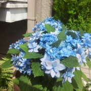 ヒメ日記 2025/05/21 17:12 投稿 フルＯＰ無料　みこと様 こまっちゃうな奈良 Komacchauna nara