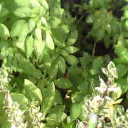 ヒメ日記 2025/05/28 17:05 投稿 フルＯＰ無料　みこと様 こまっちゃうな奈良 Komacchauna nara