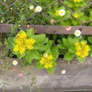 ヒメ日記 2025/05/31 17:12 投稿 フルＯＰ無料　みこと様 こまっちゃうな奈良 Komacchauna nara