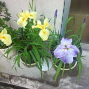 ヒメ日記 2025/06/12 17:44 投稿 フルＯＰ無料　みこと様 こまっちゃうな奈良 Komacchauna nara