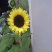 ヒメ日記 2025/06/19 17:52 投稿 フルＯＰ無料　みこと様 こまっちゃうな奈良 Komacchauna nara