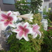 ヒメ日記 2025/06/27 18:14 投稿 フルＯＰ無料　みこと様 こまっちゃうな奈良 Komacchauna nara