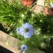 ヒメ日記 2025/06/28 17:16 投稿 フルＯＰ無料　みこと様 こまっちゃうな奈良 Komacchauna nara