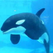 ヒメ日記 2025/07/02 17:46 投稿 フルＯＰ無料　みこと様 こまっちゃうな奈良 Komacchauna nara