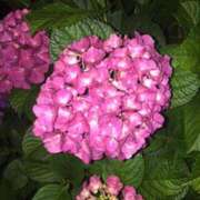 ヒメ日記 2025/07/03 20:01 投稿 フルＯＰ無料　みこと様 こまっちゃうな奈良 Komacchauna nara