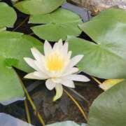 ヒメ日記 2025/07/05 17:36 投稿 フルＯＰ無料　みこと様 こまっちゃうな奈良 Komacchauna nara