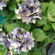 ヒメ日記 2025/07/09 17:53 投稿 フルＯＰ無料　みこと様 こまっちゃうな奈良 Komacchauna nara