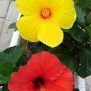 ヒメ日記 2025/07/21 17:42 投稿 フルＯＰ無料　みこと様 こまっちゃうな奈良 Komacchauna nara