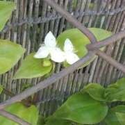 ヒメ日記 2025/07/30 17:27 投稿 フルＯＰ無料　みこと様 こまっちゃうな奈良 Komacchauna nara