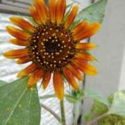 ヒメ日記 2025/07/31 18:41 投稿 フルＯＰ無料　みこと様 こまっちゃうな奈良 Komacchauna nara