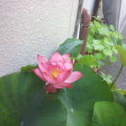 ヒメ日記 2025/09/01 19:38 投稿 フルＯＰ無料　みこと様 こまっちゃうな奈良 Komacchauna nara